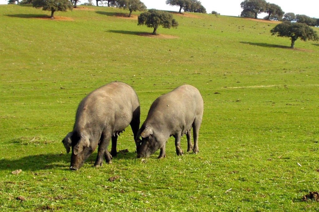 Cerdos Ibéricos pastando en la Dehesa